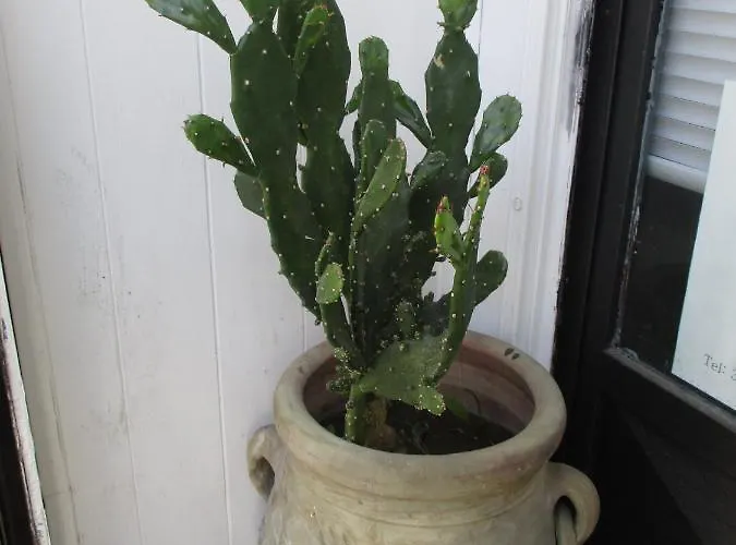 Palazzo Ruisi Bed & Breakfast Scordia